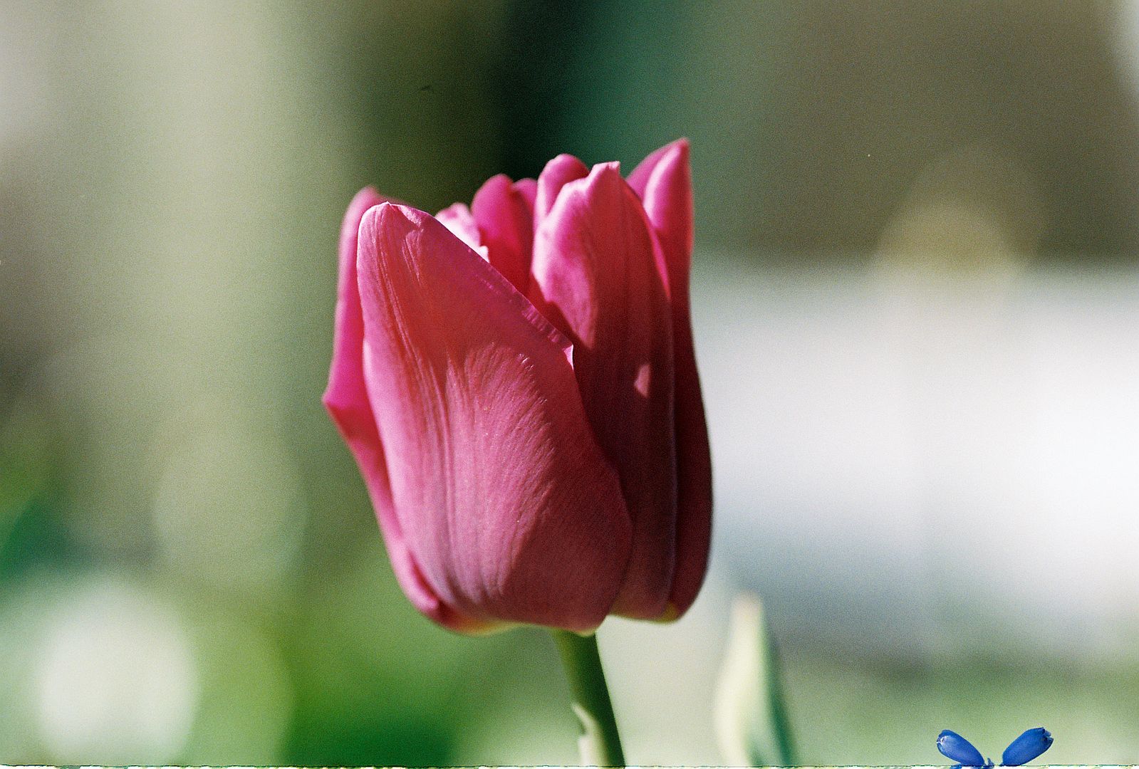 SMC Pentax-A 100mm F2.8 Macro Reviews - A Prime Lenses SMC Pentax-A 100mm F2.8 Macro Reviews - A Prime Lenses